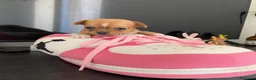 Chihuahua cani in vendita: Chihuahua cuccioli - Annuncio 14