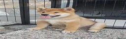 Shiba Inu cani in vendita: Ultimo cucciolo maschio shiba inu pedigree Enci  - Annuncio 6
