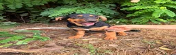 Meticcio cani in regalo: Bongo - Annuncio 3