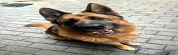 Meticcio cani in regalo: IBRA PASTORE TEDESCO - Annuncio 6