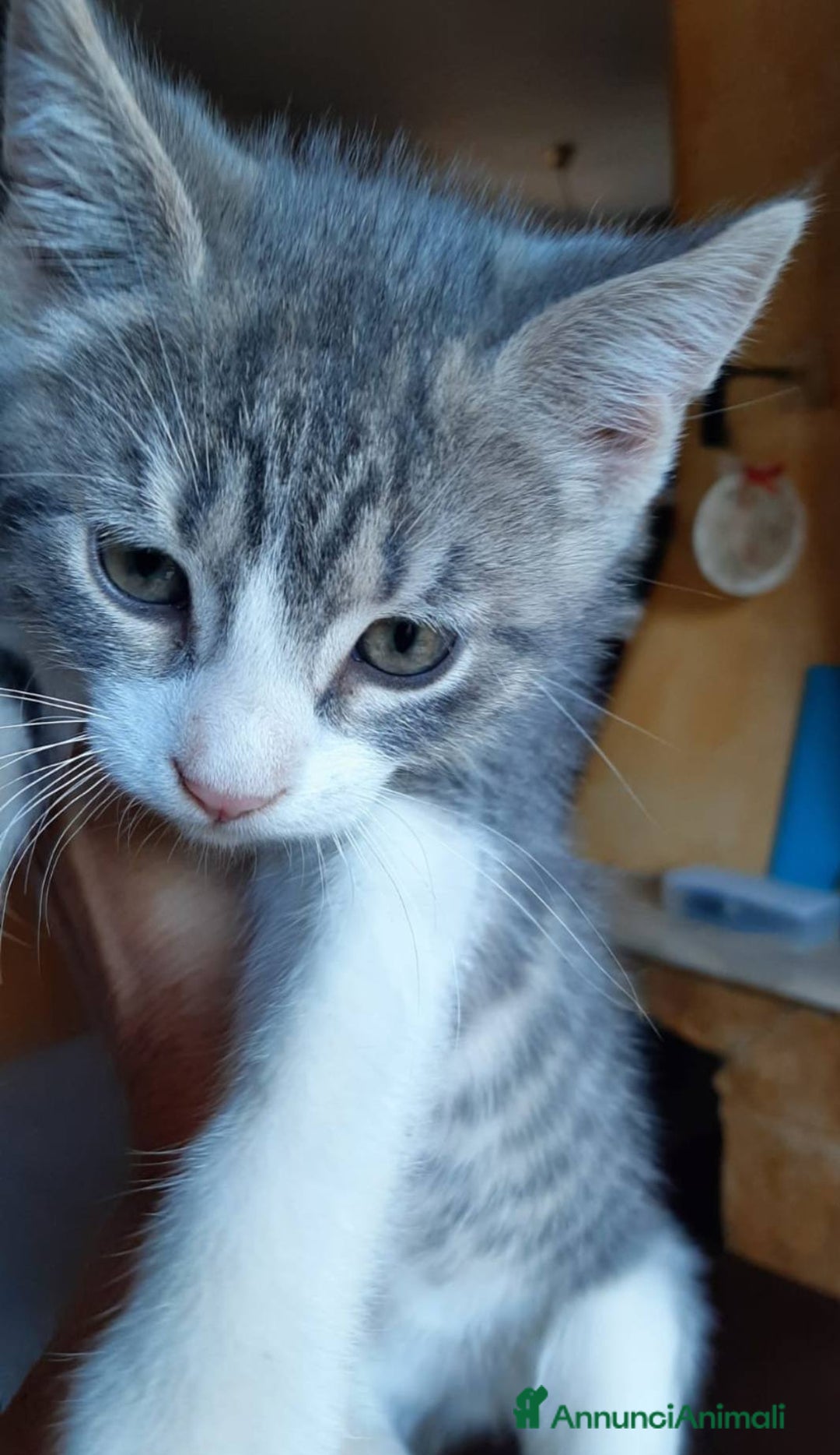 Europeo gatti in regalo: Dolce micino da adottare, DENNY! - Annuncio 3