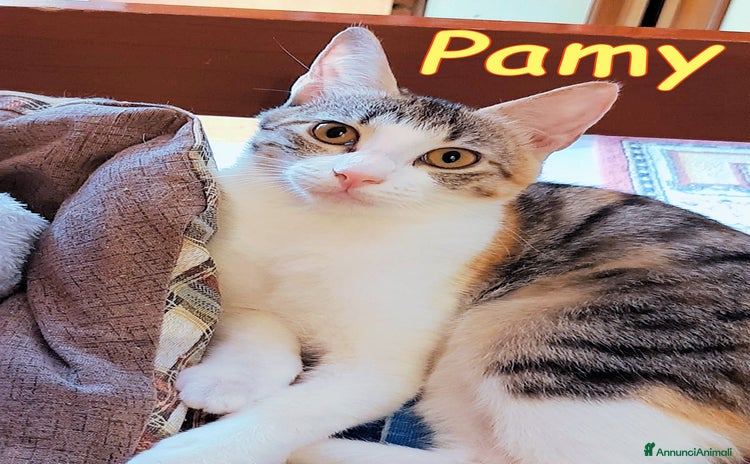 Europeo gatti - Annuncio 18