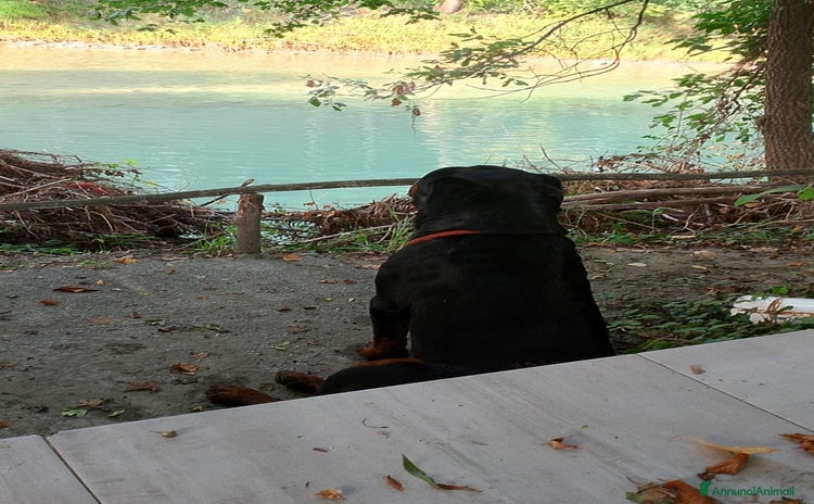 Rottweiler cani - Annuncio 1