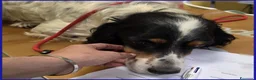 Setter Inglese cani in regalo: TEOBALDO, SIMIL SETTER 4 ANNI, UN SIGNORE DI ALTRI - Annuncio 4