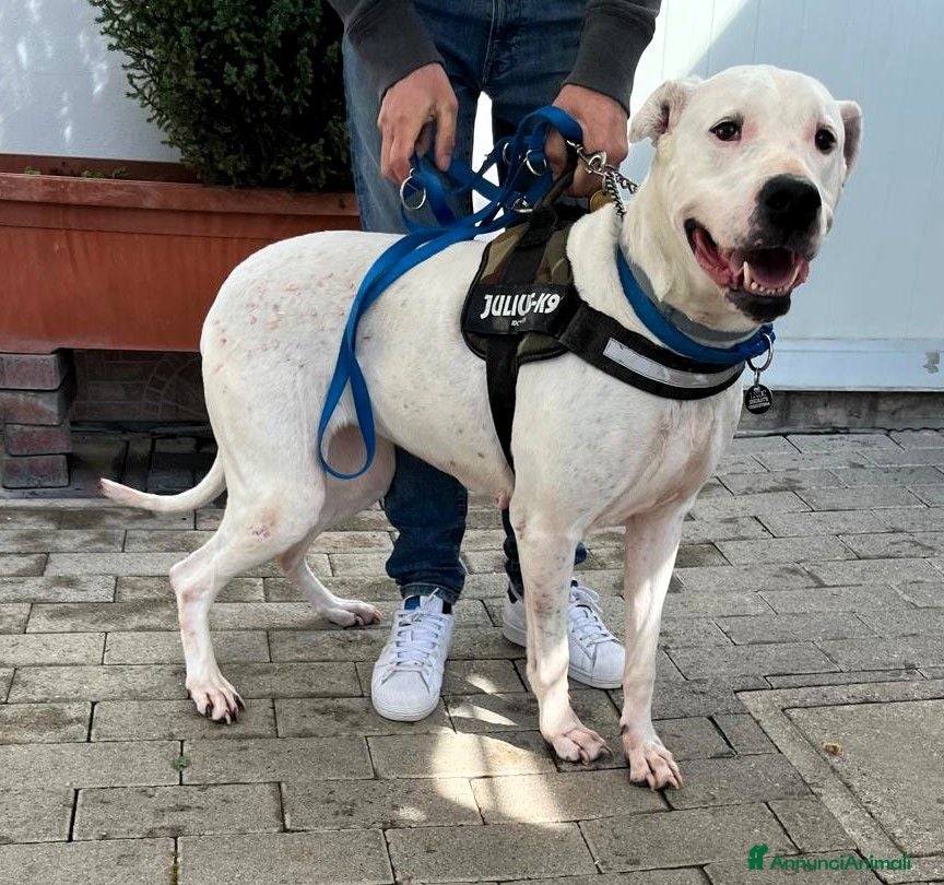 Meticcio cani LOLA DOGO ARGENTINO - Annuncio 1