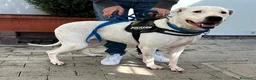 Meticcio cani in regalo: LOLA DOGO ARGENTINO - Annuncio 1