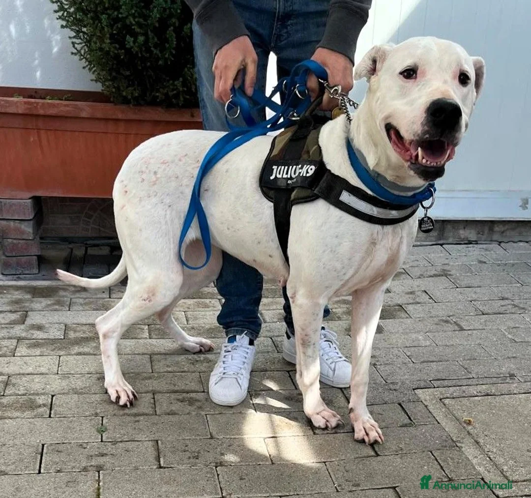 Meticcio cani in regalo: LOLA DOGO ARGENTINO - Annuncio 1