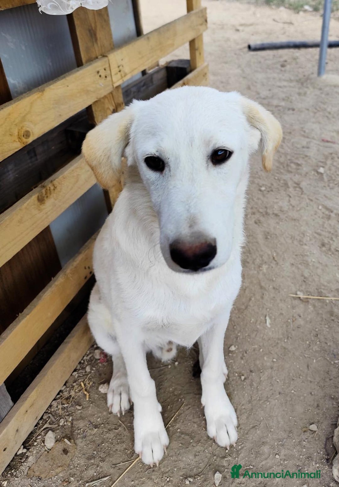 Altre razze cani in regalo: Miele - 8 Mesi - Dolce, Socievole - Annuncio 6