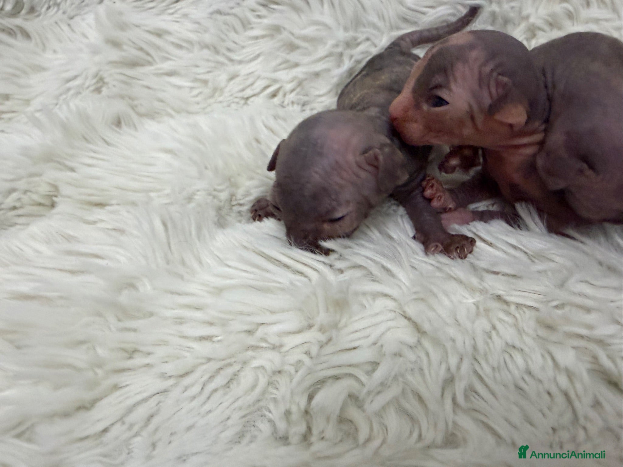 Sphynx gatti Sphynx o gatto nudo - Annuncio 2