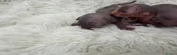 Sphynx gatti in vendita: Sphynx o gatto nudo - Annuncio 2