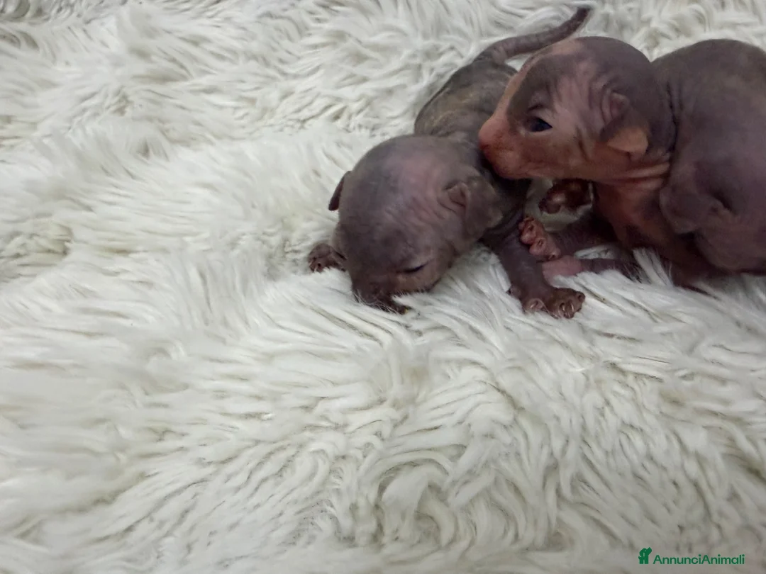 Sphynx gatti in vendita: Sphynx o gatto nudo - Annuncio 2