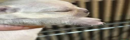 Chihuahua cani in vendita: Chihuahua pedigree ENCI  - Annuncio 11