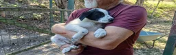 Meticcio cani in regalo: ARCOBALENO HA BISOGNO DI UNA MAMMA E DI UN PAPA' - Annuncio 3