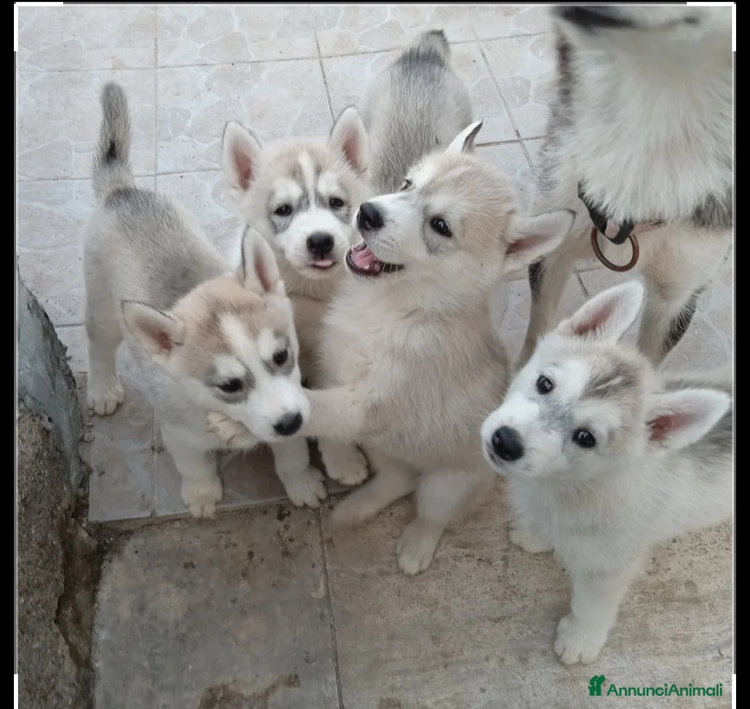 Husky cani in vendita: Siberian husky con pedegree - Annuncio 6