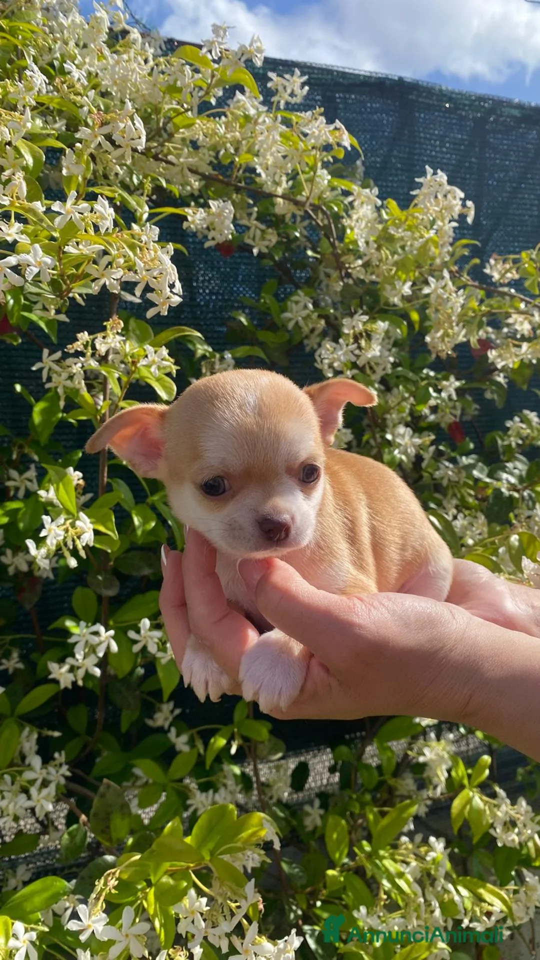 Chihuahua cani in vendita: Maschietti chihuahua pelo corto  - Annuncio 2