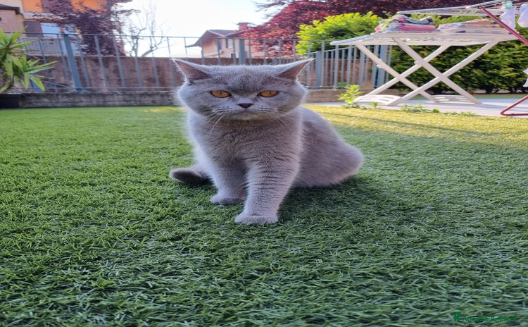 Scottish gatti a Provincia di Bergamo - Annuncio 15
