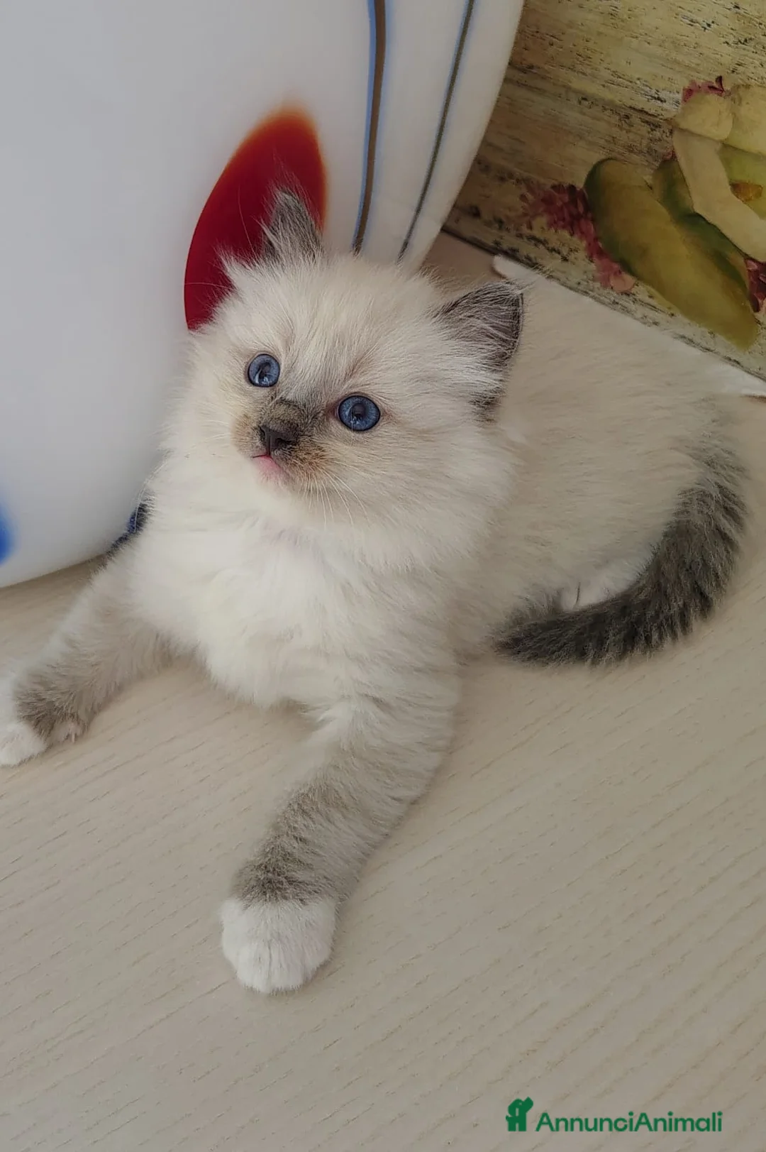 Ragdoll gatti in vendita: Cuccioli Ragdoll  - Annuncio 1
