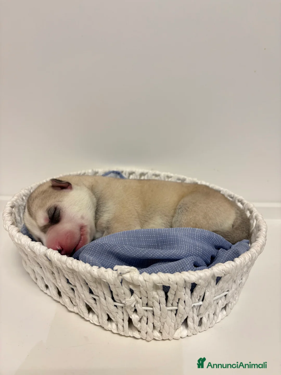 Husky cani in vendita: Cuccioli Siberian Husky con pedigree in vendita  - Annuncio 9