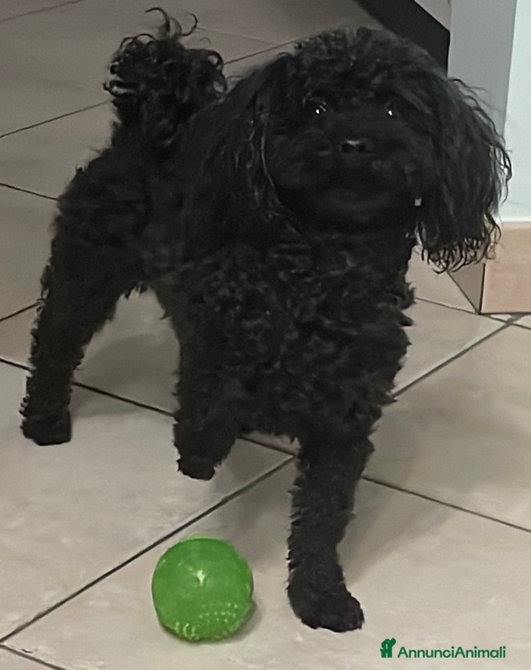 Barboncino cani per accoppiamento: Accoppiamento/monta barboncino Toy e nano a Provincia di Monza e della Brianza - Annuncio 3