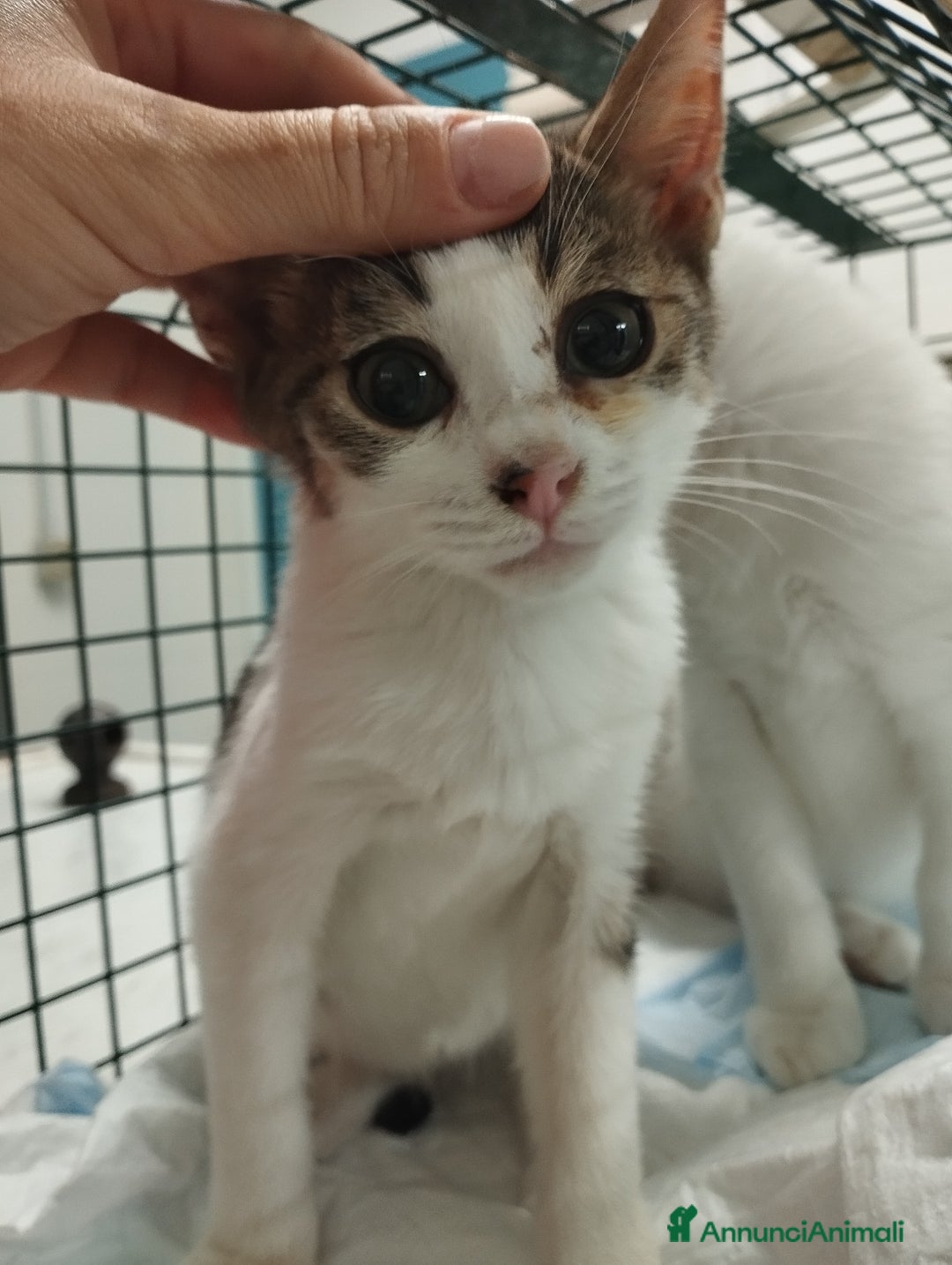 Europeo gatti in regalo: Picchio e poldino cercano casa - Annuncio 3