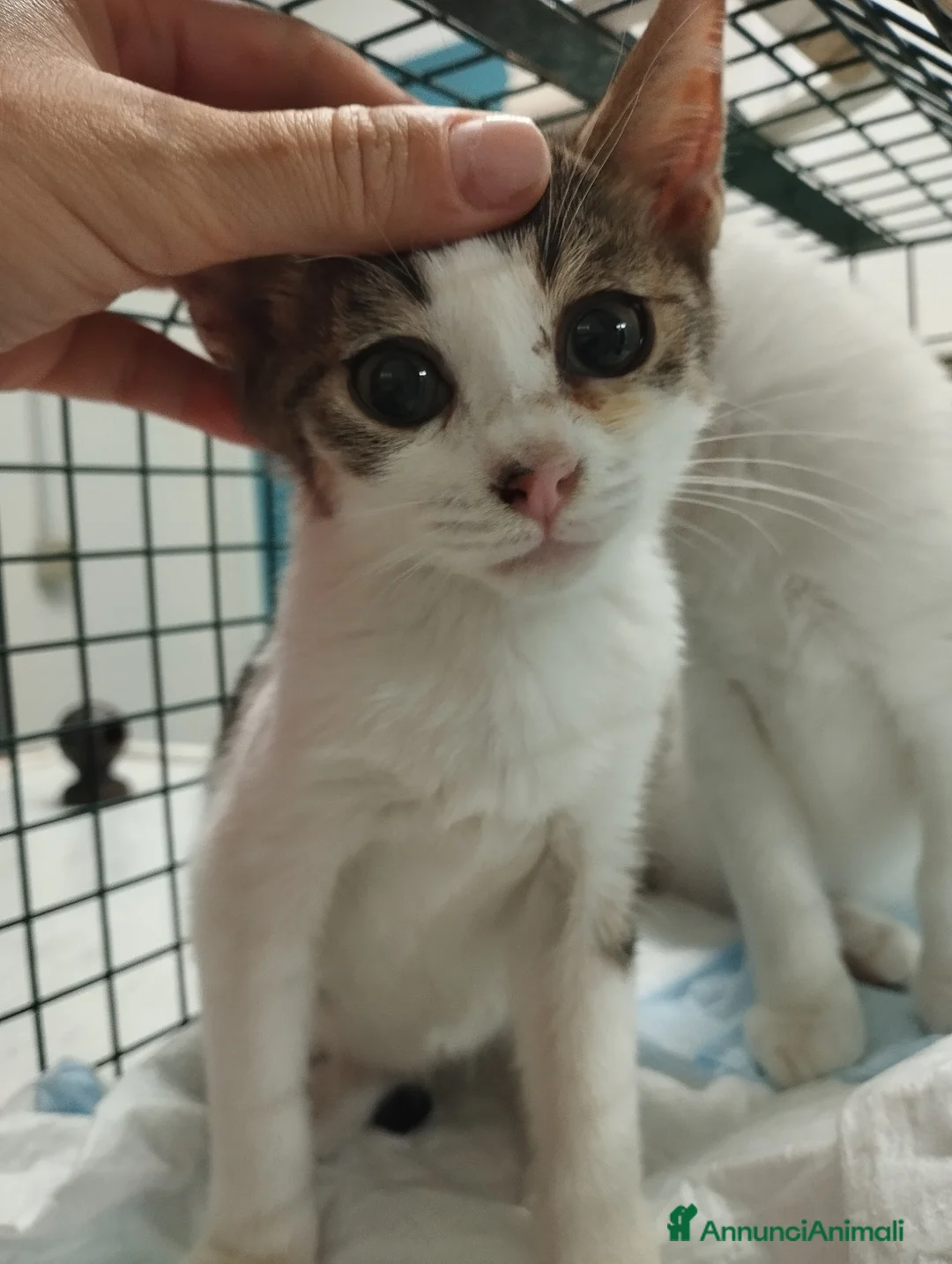 Europeo gatti in regalo: Picchio e poldino cercano casa - Annuncio 3