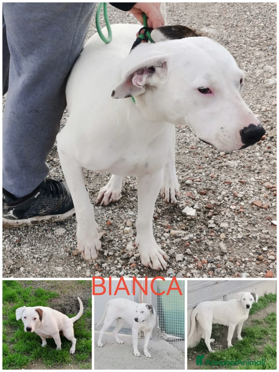 Meticcio cani in regalo: Mix Dogo/Pitt 3anni femmina non trova casa.CASERTA a Città Metropolitana di Milano - Annuncio 2