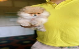 Volpino Pomerania cani in vendita: MINI Pomerania alta qualità con Pedigree ENCI a Città metropolitana di Roma Capitale - Immagine 1