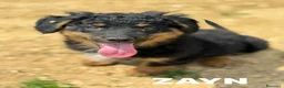 Meticcio cani in regalo: ZAYN & ZOYA, splendidi cuccioli dolcissimi! - Annuncio 11