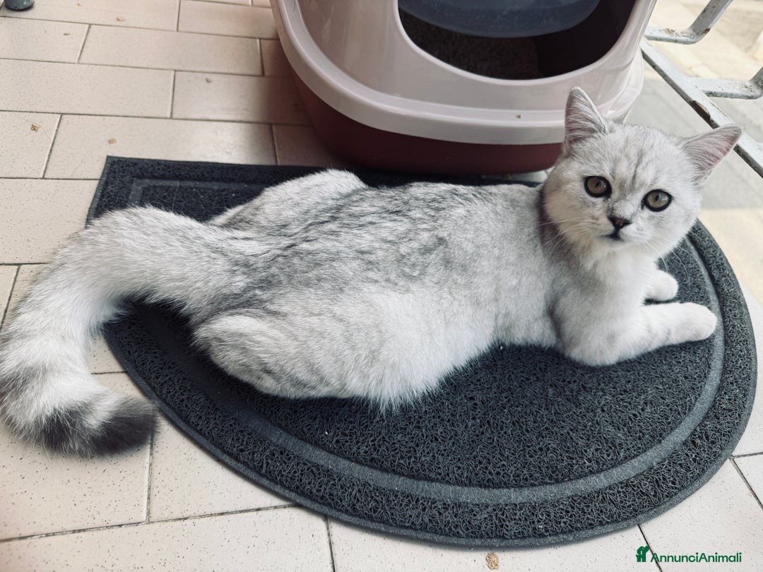 Altre razze gatti in vendita: Scottish fold straight - Immagine 1