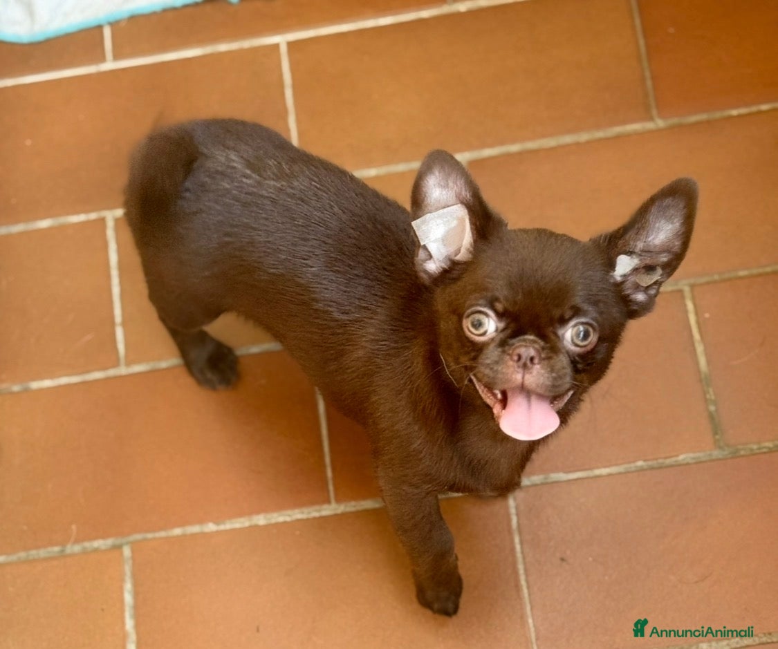Chihuahua cani Chihuahua cucciola - Annuncio 1