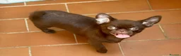 Chihuahua cani in vendita: Chihuahua cucciola - Annuncio 1