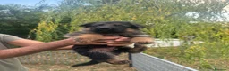 Pastore Tedesco cani in vendita: Cuccioli di Pastore Tedesco - Annuncio 10