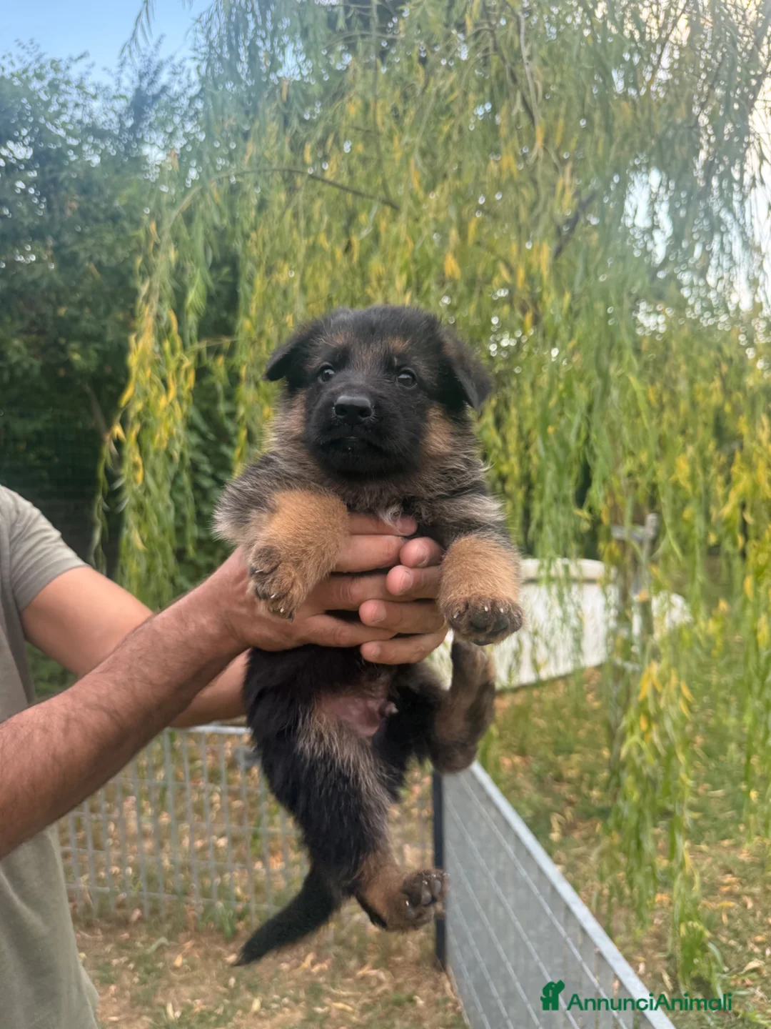 Pastore Tedesco cani in vendita: Cuccioli di Pastore Tedesco - Annuncio 10