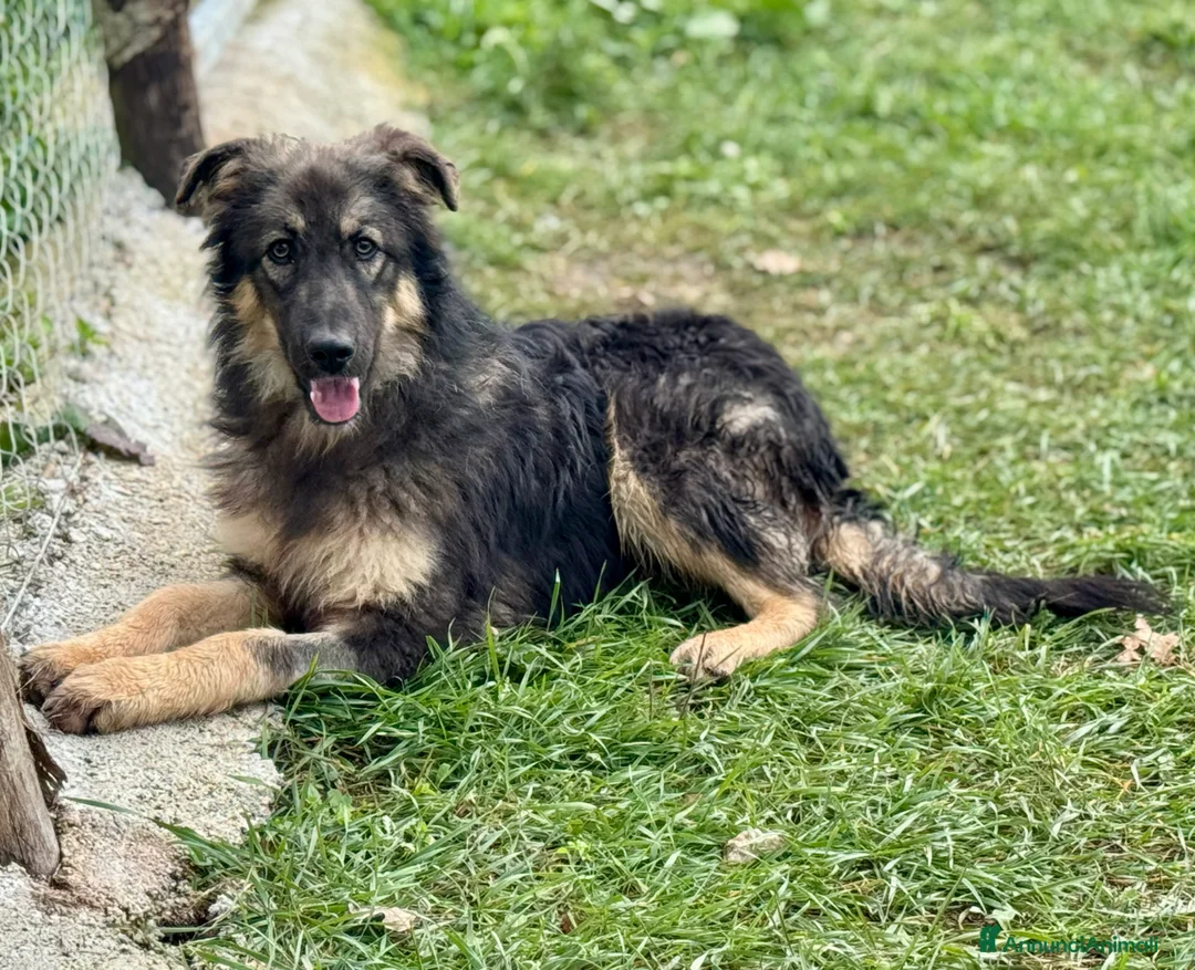 Meticcio cani in regalo: Principessa meravigliosa lupetta in canile - Annuncio 1