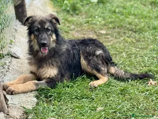 Meticcio cani in regalo: Principessa meravigliosa lupetta in canile - Annuncio 3