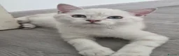 Scottish gatti in regalo: Micini scottish molto uniti  a Provincia di Bergamo - Annuncio 6