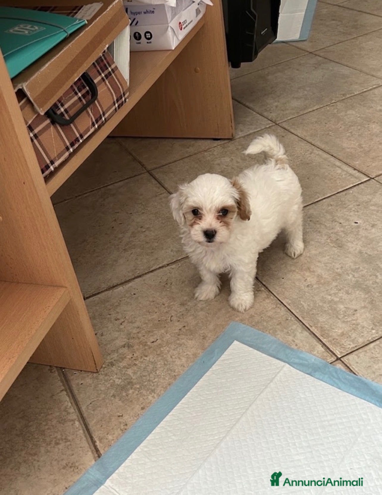 Maltipoo cani Maltipoo  - Annuncio 9