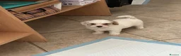 Maltipoo cani in vendita: Maltipoo  - Annuncio 1