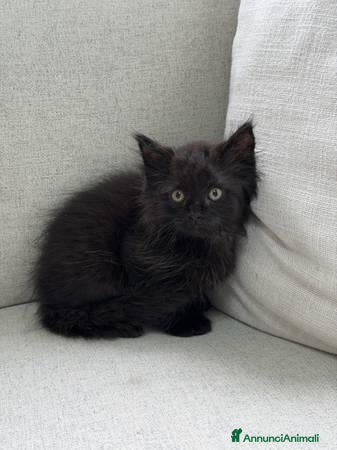 Altre razze gatti Gattini Pelo lungo norvegese  - Annuncio 5