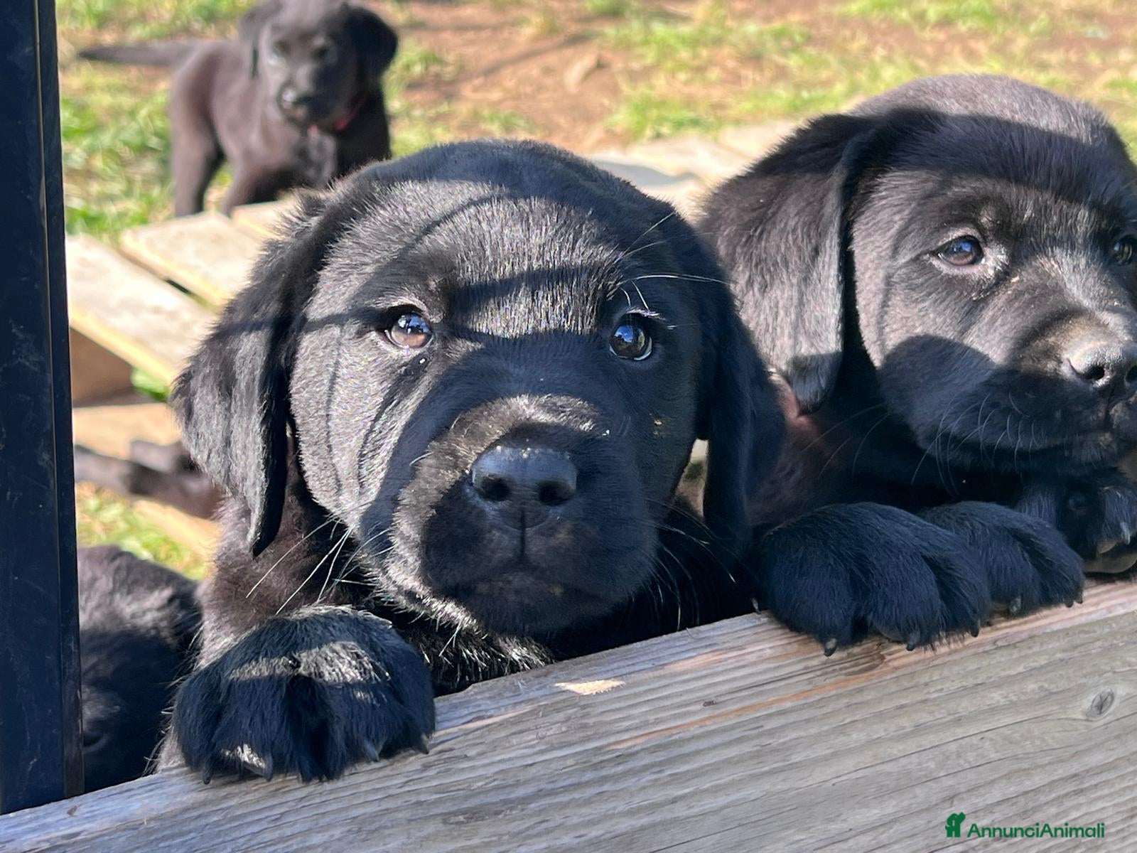 Labrador cani Cuccioli di Labrador Retriever neri  - Annuncio 1
