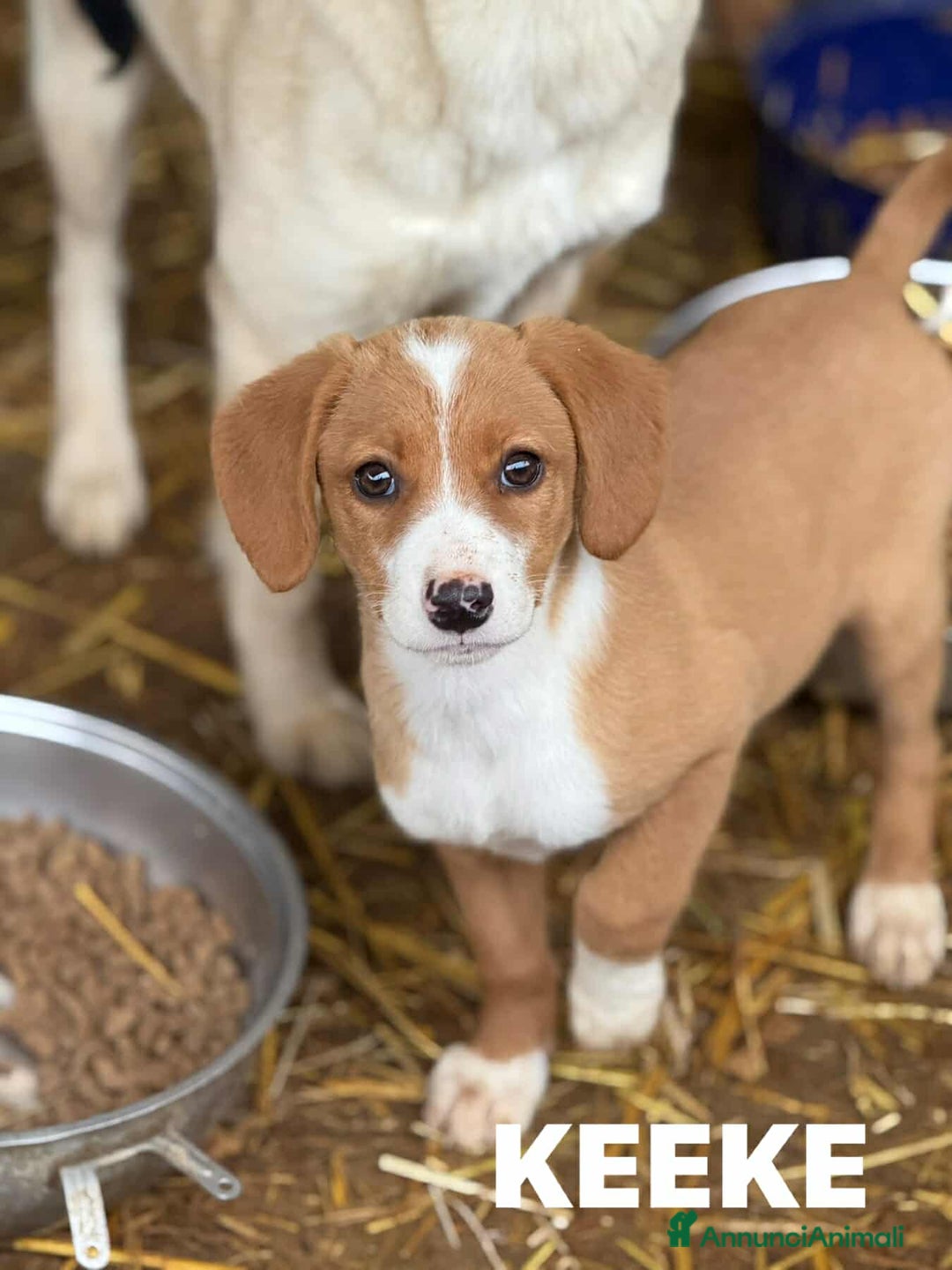 Meticcio cani in regalo: KEEKE, cucciola tanto dolce! 3 MESI E MEZZO - Annuncio 6