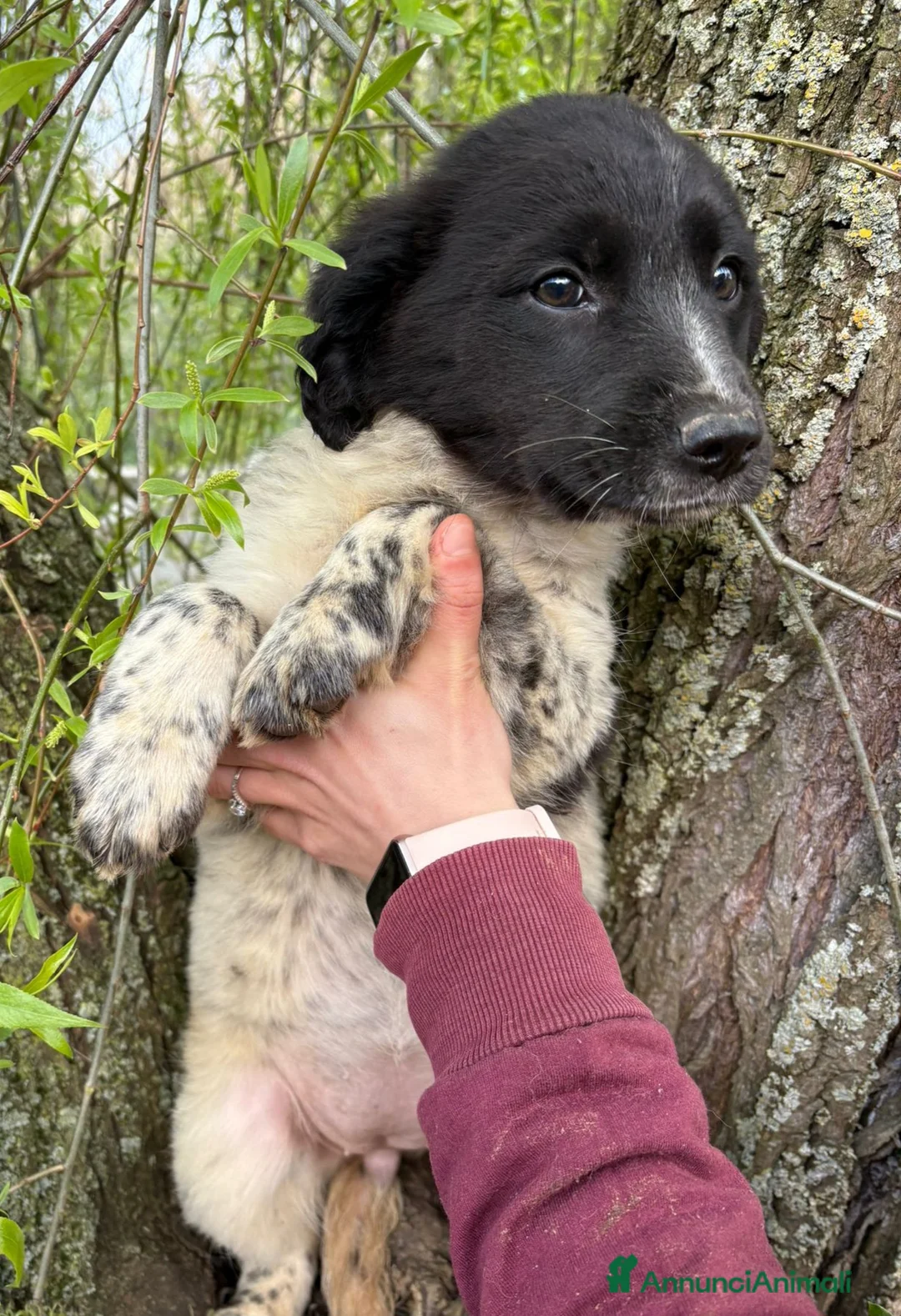 Meticcio cani in regalo: UNA MAMMA PER TRILLY a Provincia di Varese - Annuncio 4
