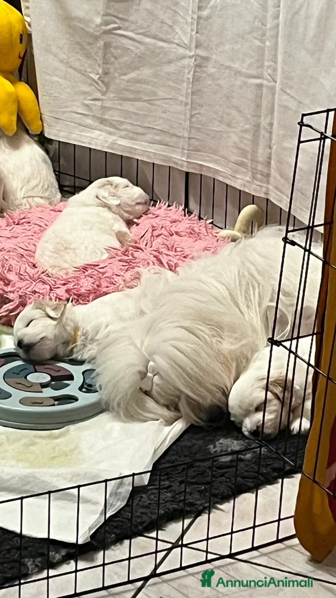 Coton de Tulear cani in vendita: Cuccioli di coton  - Annuncio 6