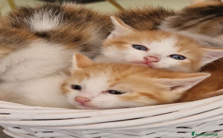 Europeo gatti - Annuncio 14