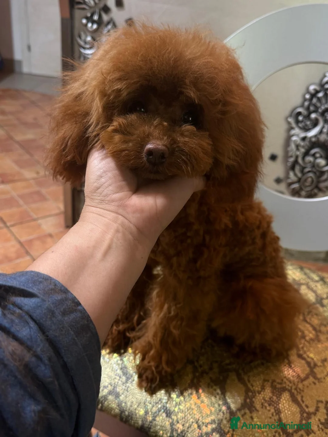 Barboncino Toy cani in vendita: Barboncini toy fulvi  - Annuncio 2