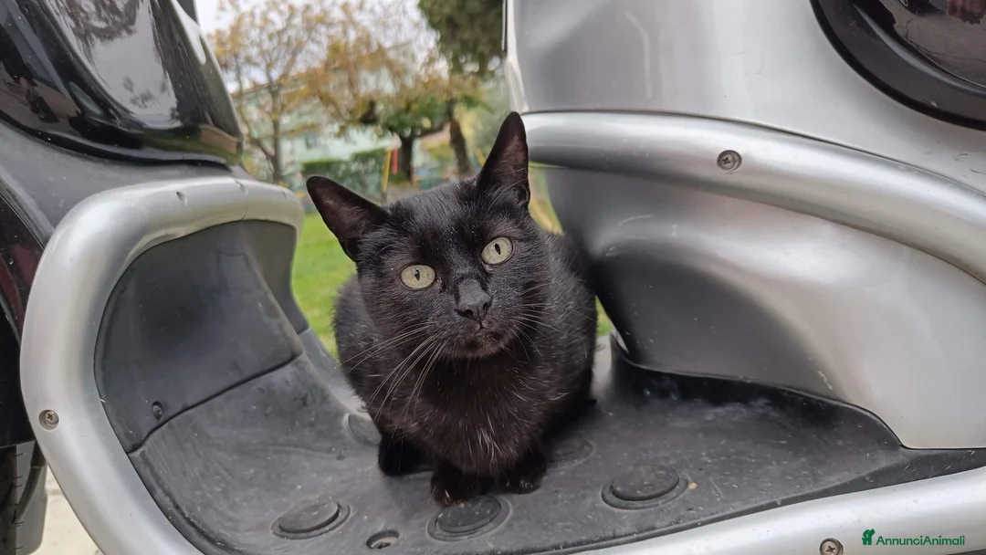 Meticcio gatti in vendita: Gattina di 2 mesi in affido a Pescara  - Annuncio 2