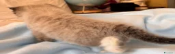 Ragdoll gatti in vendita: Ragdoll seal point mitted - Annuncio 4