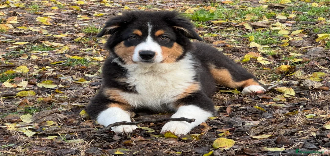 Immagine della galleria {{count}}