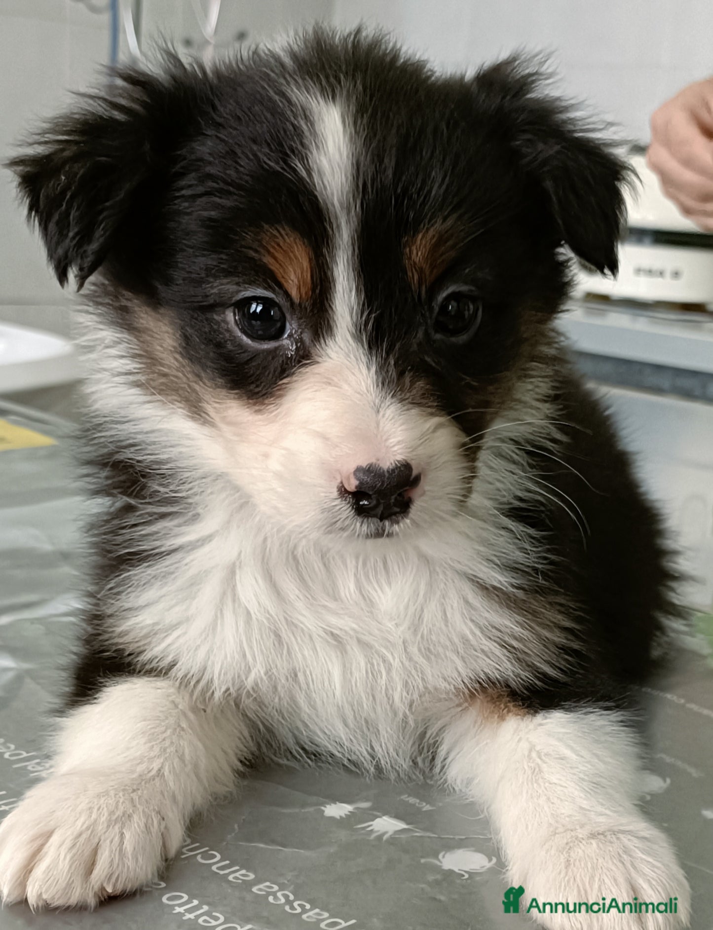 Australian Shepherd cani Cuccioli di pastore australiano con pedigree  - Annuncio 19