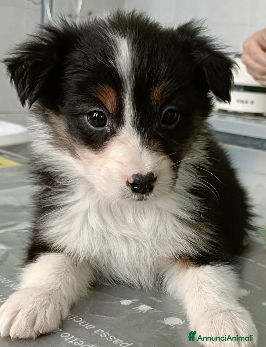 Australian Shepherd cani in vendita: Cuccioli di pastore australiano con pedigree  - Annuncio 1